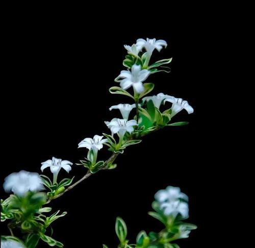 粉黑色的花语是什么？如何表达爱意？