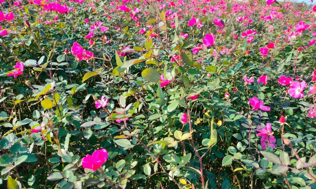 月季花象征着什么？月季花的历史有多久？