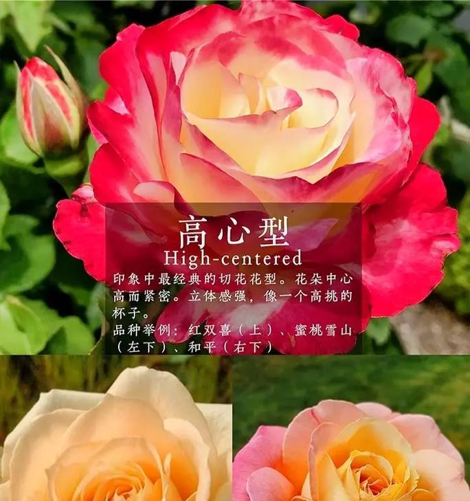 月季花象征着什么？月季花的历史有多久？