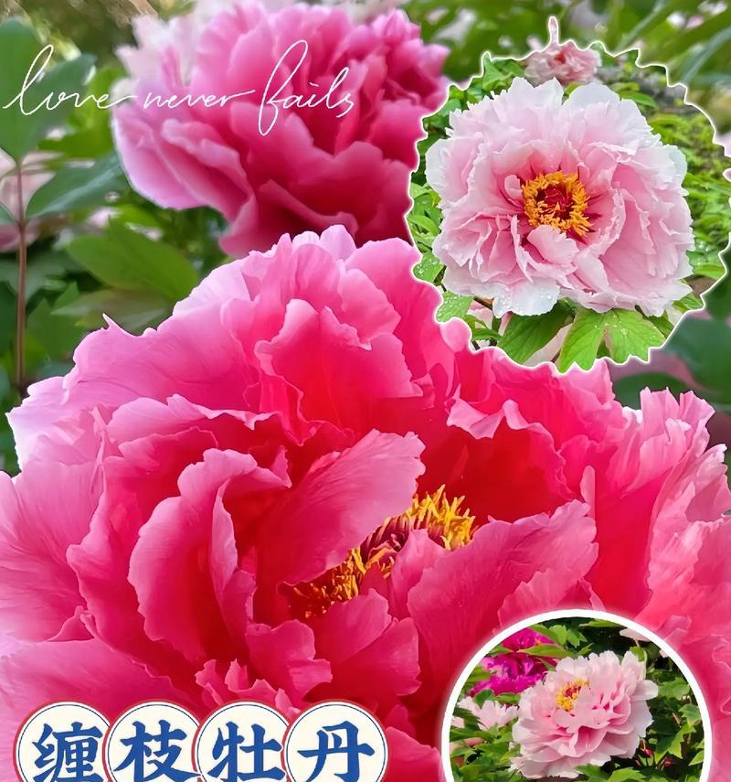 一束富贵牡丹花代表什么？富贵牡丹花的寓意是什么？