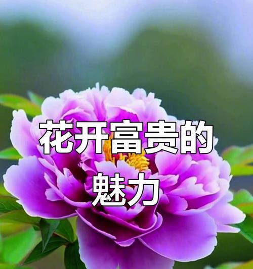 一束富贵牡丹花代表什么？富贵牡丹花的寓意是什么？