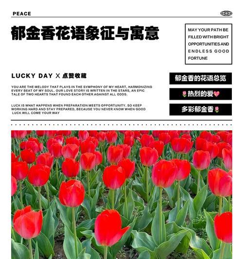 红色水晶花有何寓意？它在花语中象征着什么？
