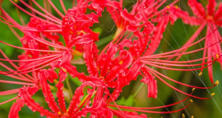 红色水晶花有何寓意？它在花语中象征着什么？