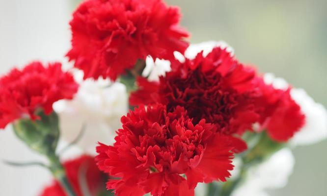 红色水晶花有何寓意？它在花语中象征着什么？