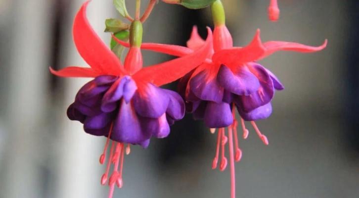 紫色花裙通常象征着什么？
