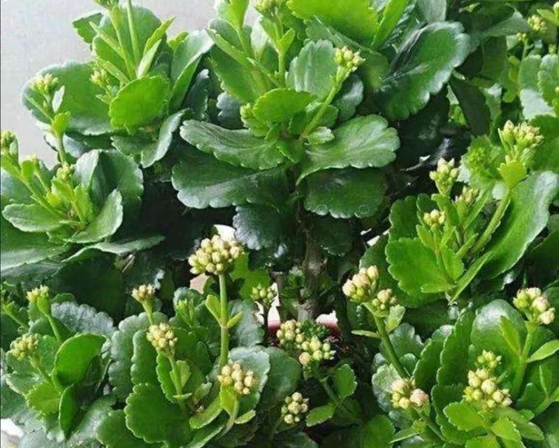 花的健康寓意是什么？有哪些花象征健康？