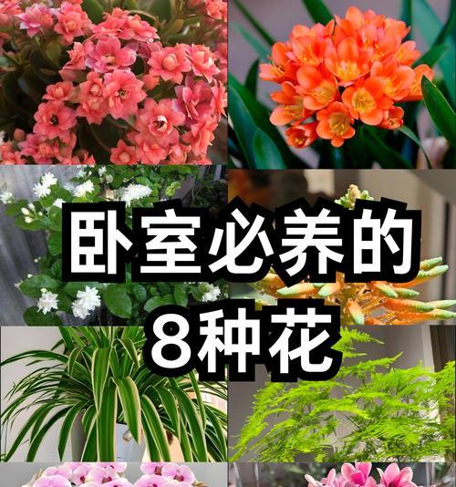 花的颜色搭配有什么寓意？不同颜色花的象征意义是什么？