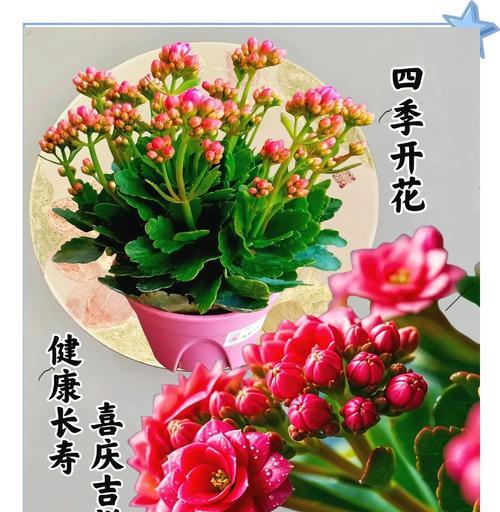长寿花在家里养有什么寓意？它象征着什么？