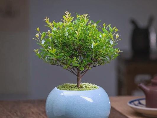 盆栽中哪种花象征幸福美满？