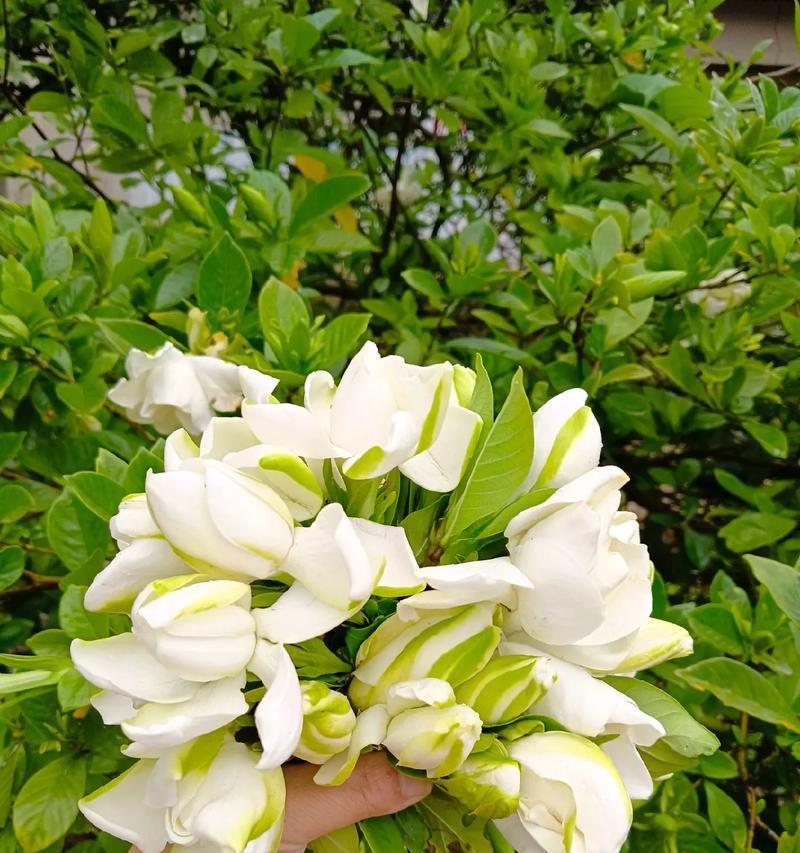 金色栀子花的寓意和象征是什么？