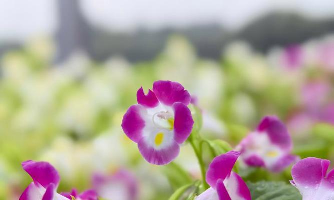 老人偏爱的花有哪些寓意？花语代表了什么？