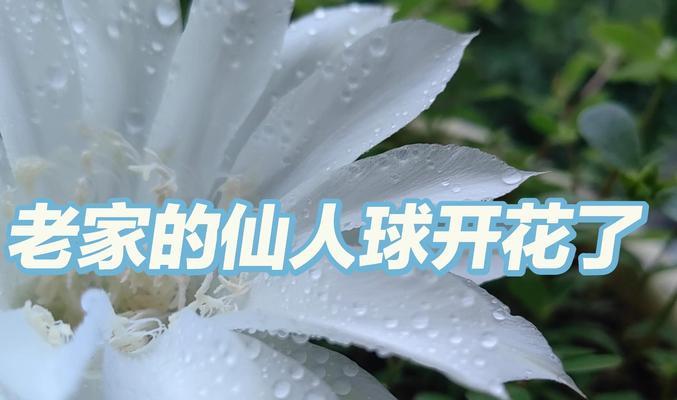 老人偏爱的花有哪些寓意？花语代表了什么？