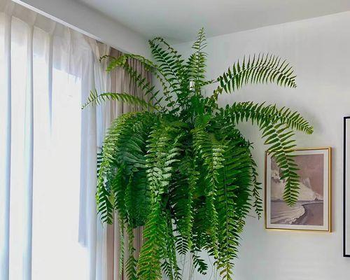 哪些花和植物寓意平安？它们的含义是什么？