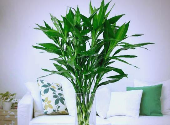 哪些花和植物寓意平安？它们的含义是什么？