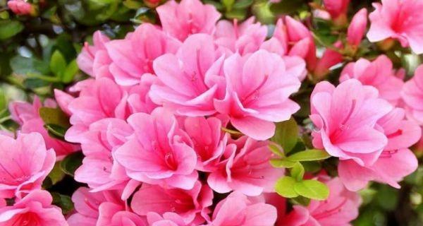 粉色杜鹃花的意义是什么？