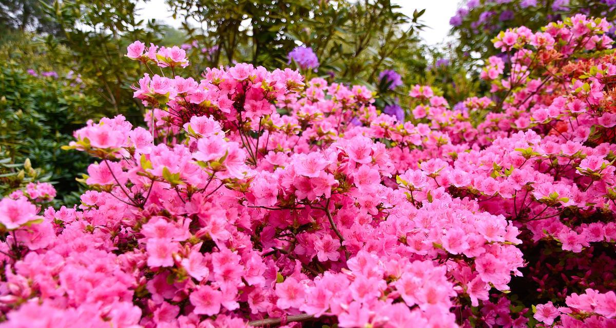 粉色杜鹃花的意义是什么？
