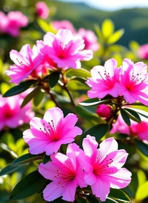 粉色杜鹃花的意义是什么？
