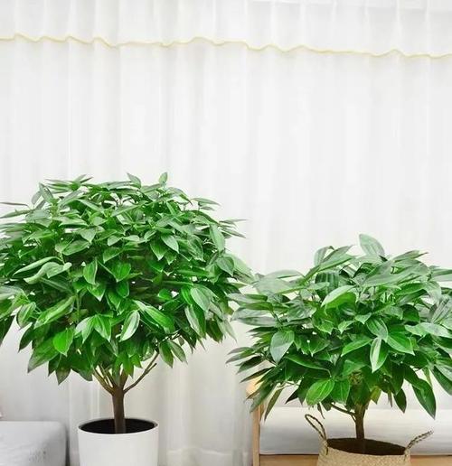 有好运气寓意的花有哪些？这些花的寓意是什么？
