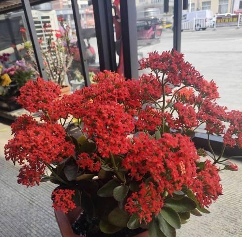 有好运气寓意的花有哪些？这些花的寓意是什么？