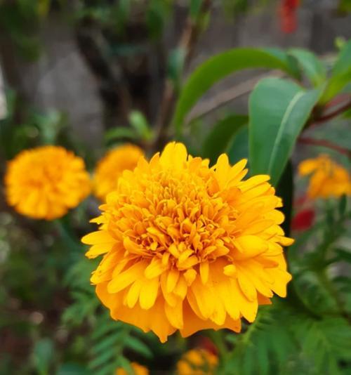黄色的花通常象征什么？
