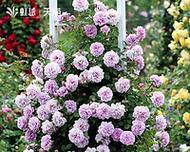 蓝色蔷薇花代表了什么？