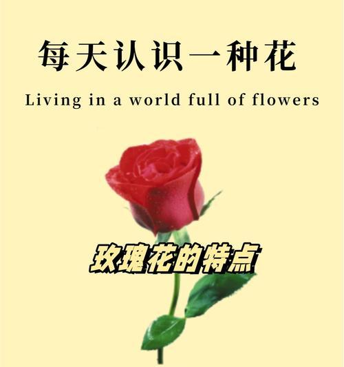 彩色玫瑰花代表什么意义？它们象征着什么？