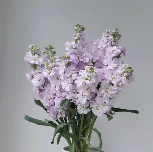 哪种花象征对爱情的执着？它的花语是什么？