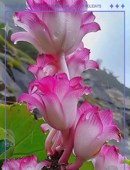 哪种花象征着天真烂漫的爱情？