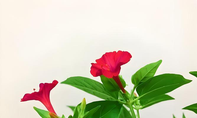 古代寓意爱情的花有哪些？如何用古代花卉表达爱情？