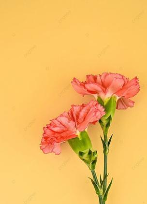 黄色康乃馨的含义是什么？康乃馨花的寓意有哪些？
