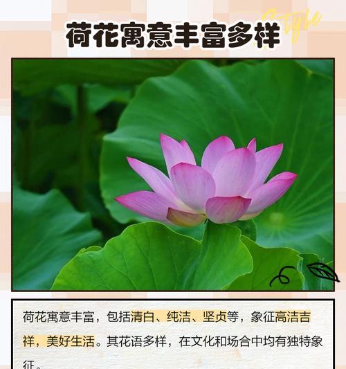 荷花手捧花为何走红？它的寓意是什么？
