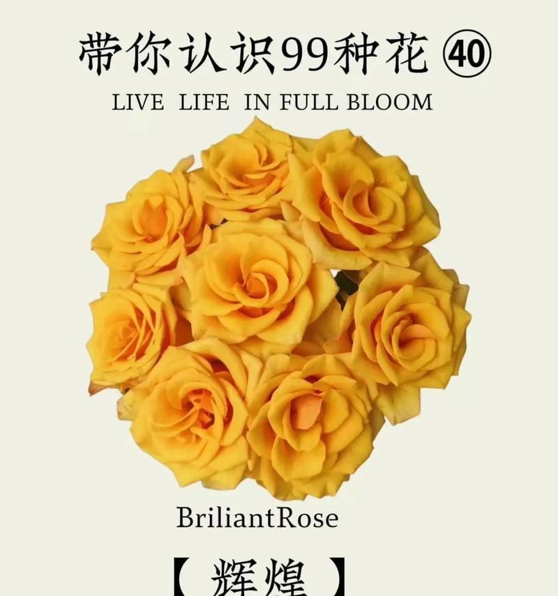 哪种花象征着爱情的毁灭？