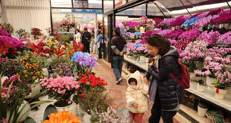 象征春节团聚的花有哪些？它们的寓意是什么？