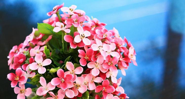 象征春节团聚的花有哪些？它们的寓意是什么？