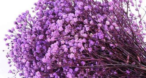 白绿紫色手捧花有何寓意？它的花语是什么？