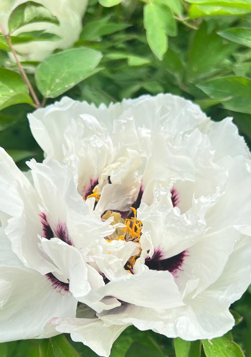 白色幸福花象征什么？其寓意是什么？