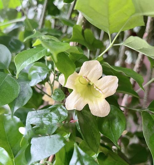 哪些树或花象征着健康？