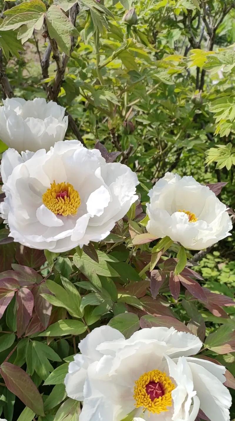 白色的洋牡丹花寓意是什么？