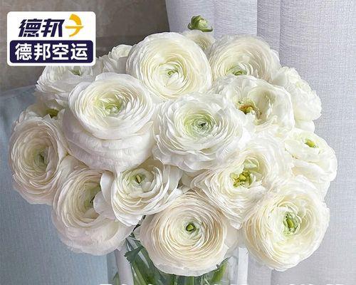 白色的洋牡丹花寓意是什么？