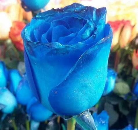蓝色玫瑰花的寓意是什么？它在爱情中代表什么？