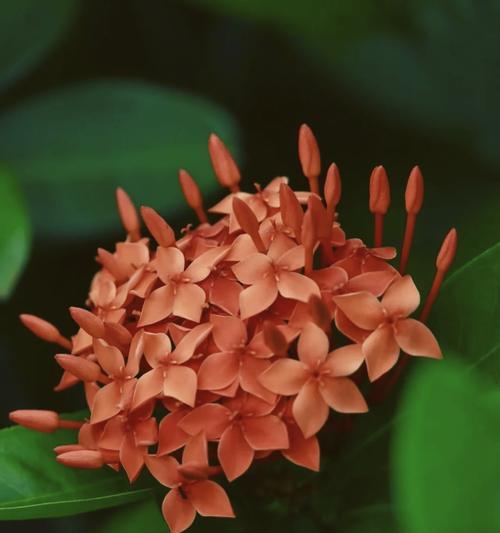 黄色龙船花的寓意和花语是什么？