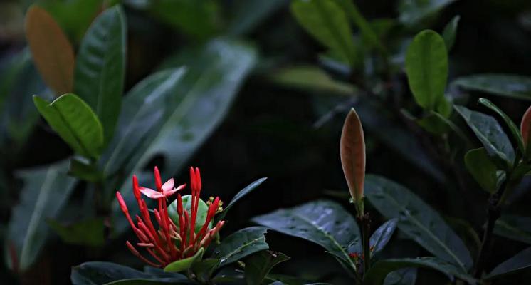 黄色龙船花的寓意和花语是什么？