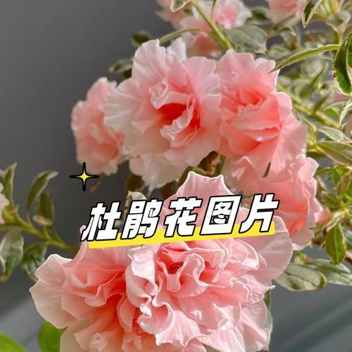 哪种花象征精神上的爱情？