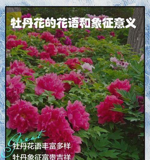 黄色牡丹花的寓意和花语是什么？黄色牡丹花象征着什么？