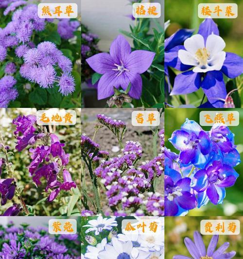 紫蓝色花的寓意是什么？紫蓝色花语有哪些？