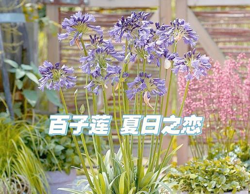 紫蓝色花的寓意是什么？紫蓝色花语有哪些？