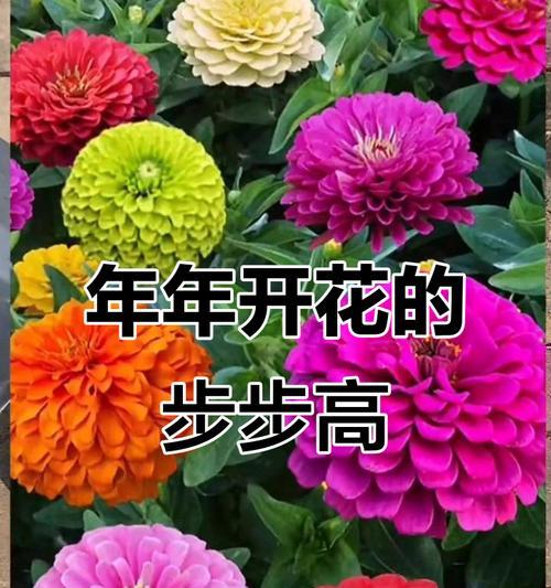 哪种花寓意步步高升？步步高升花有哪些？