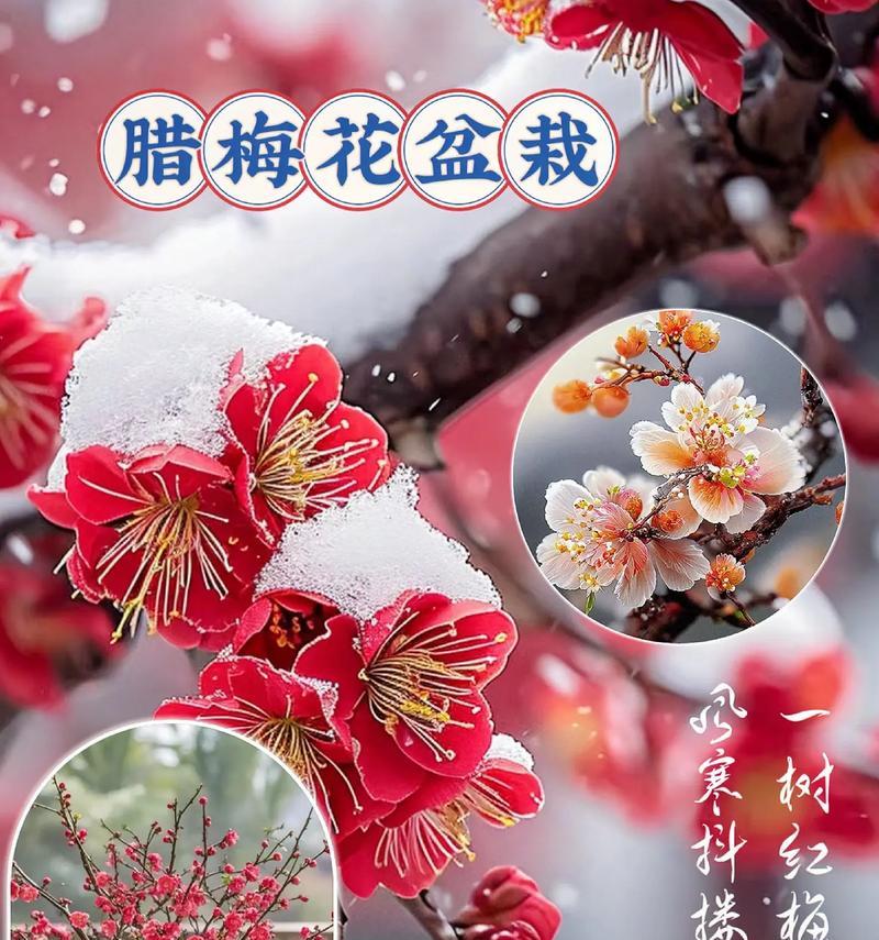 白色梅花的语句是什么？白色梅花的寓意有哪些？