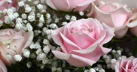 粉红色玫瑰花代表什么？