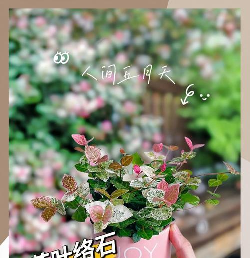 各种花在不同季节中代表什么？